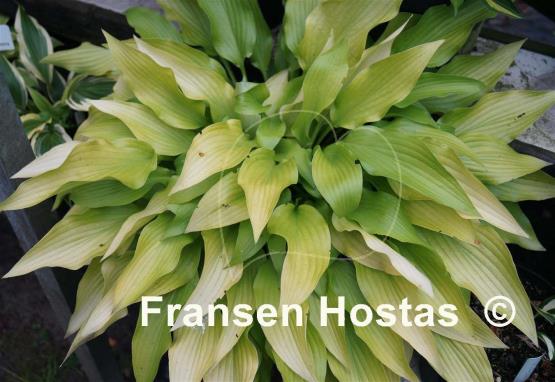 Hosta Little Miss Magic